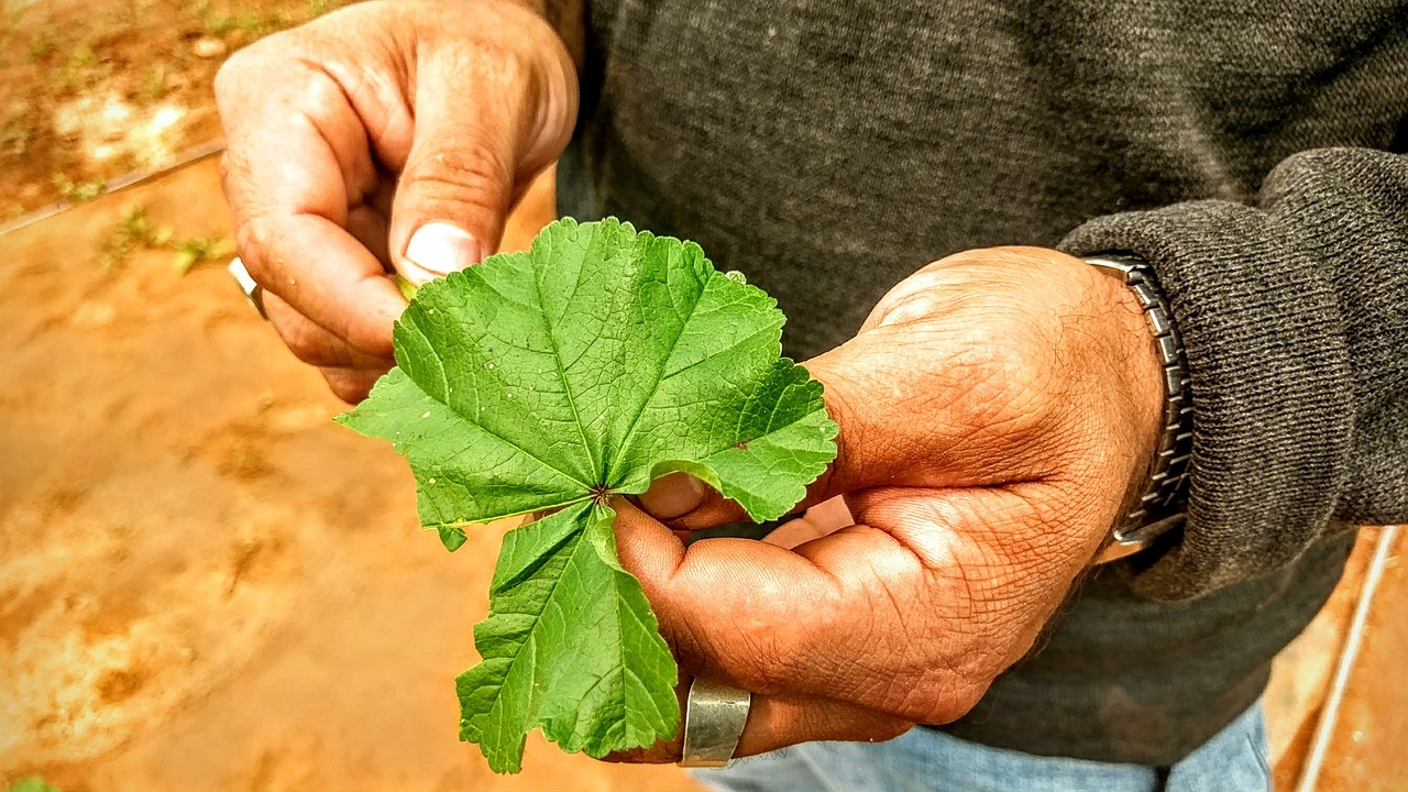 NF宝贝(国际)生殖的婴儿肝血瘤严重吗（NF宝贝(国际)生殖的婴儿肝血瘤严重吗怎么治疗）